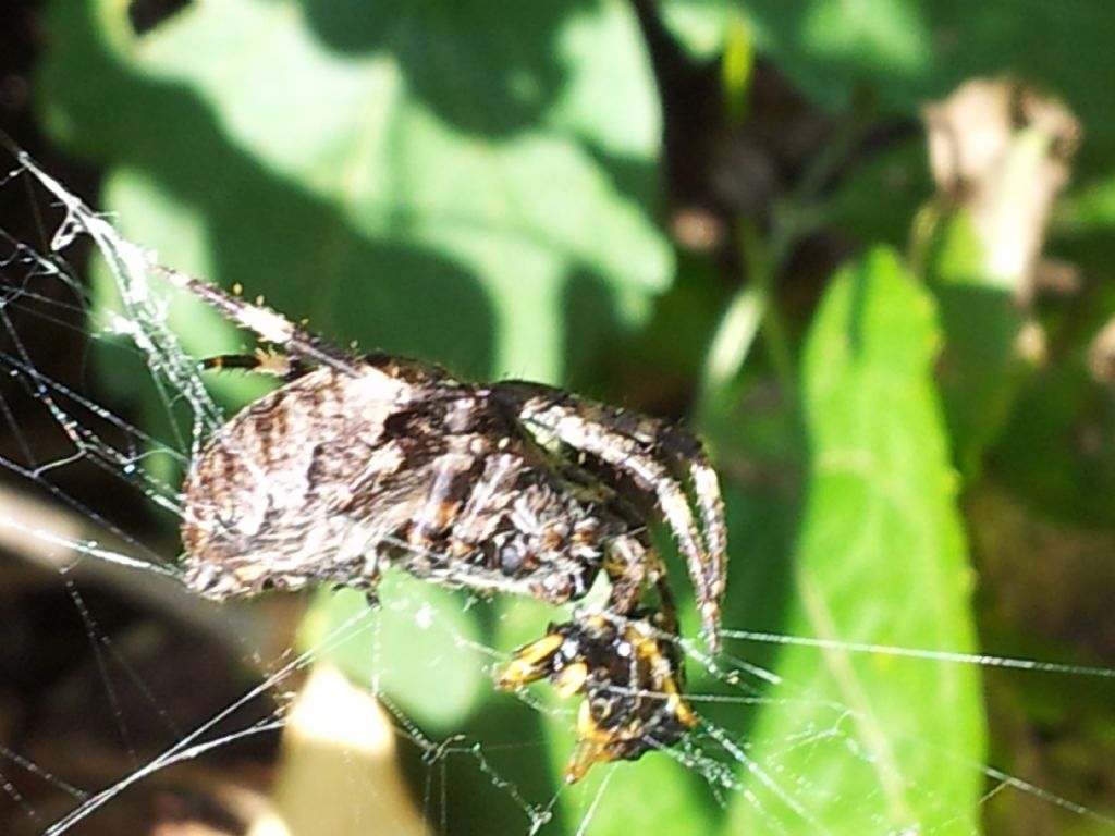 Corteggiamento dei ragni: Araneus angulatus